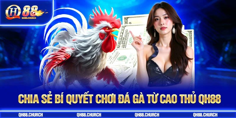 bí quyết đá gà qh88