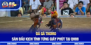 đá gà thomo avt