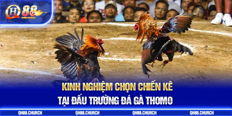 kinh nghiệm đá gà thomo