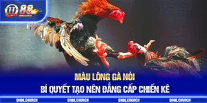 màu lông gà nòi avt
