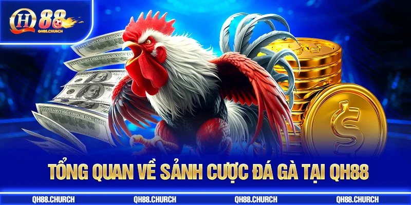 tổng quan đá gà qh88