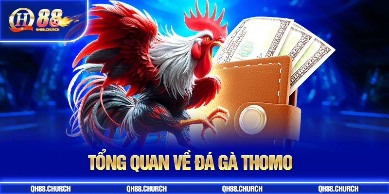 tổng quan đá gà thomo