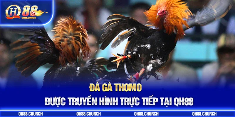 trực tiếp đá gà thomo