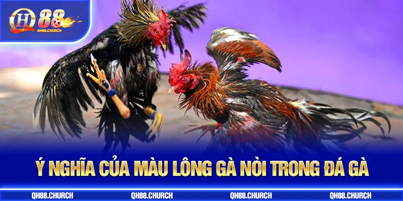ý nghĩa màu lông gà nòi